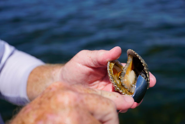 Hunting for scallops in Pasco County, Florida